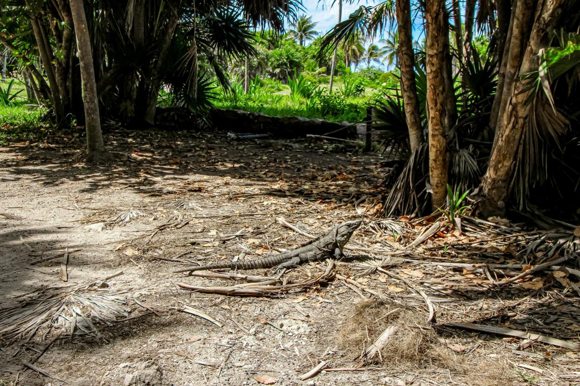 Villa Tankah Mandala Tulum Luaran gambar